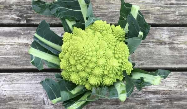 romanesco