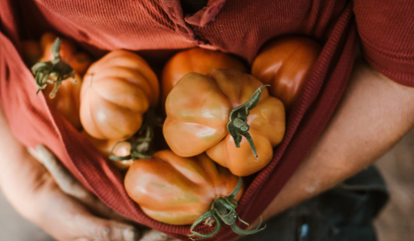 tomaten