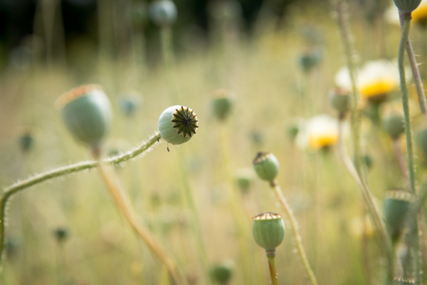 papaver