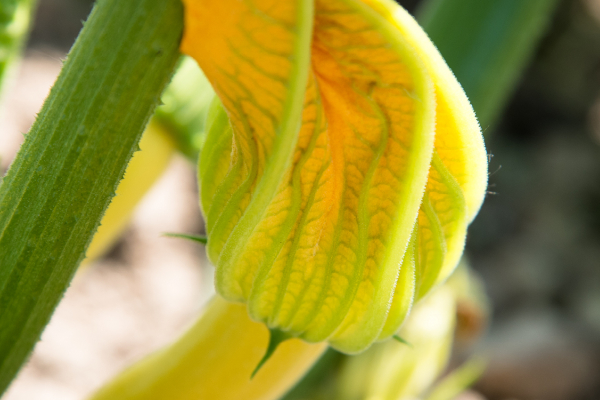 courgettebloem