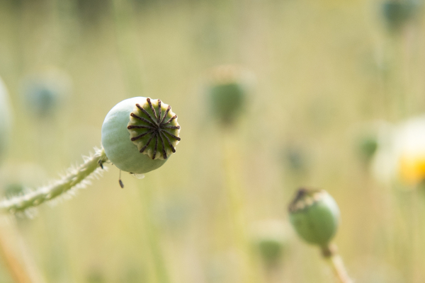 slider zaaddoos papaver