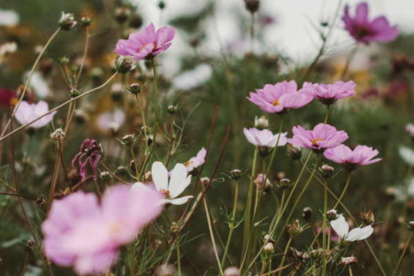 bloemen