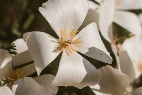 bloemen