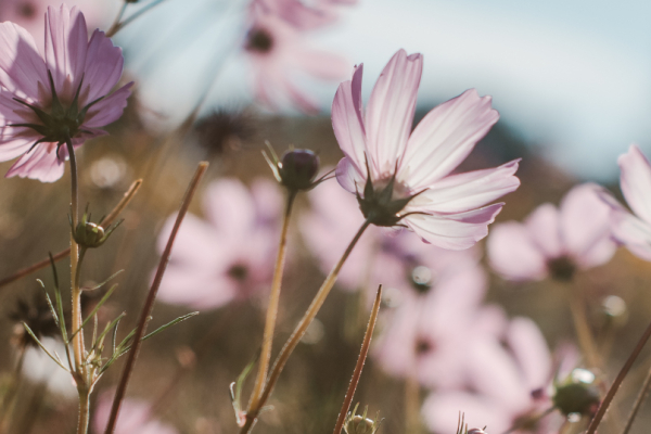 bloemen