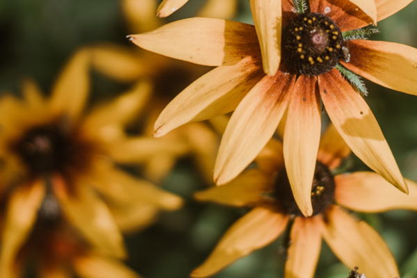 slider bloemen