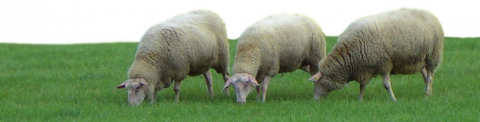 schapenmelkerij