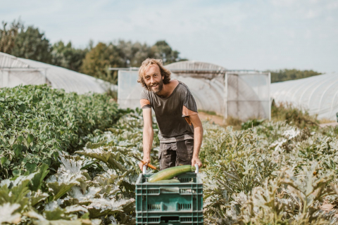 manuel oogst courgettes