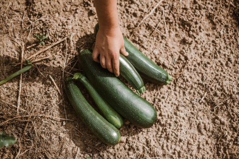 courgette