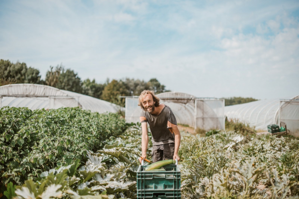manuel met courgettes oogst