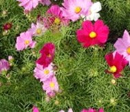 Cosmea