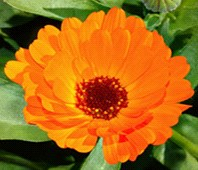 Goudsbloem