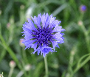 Korenbloem