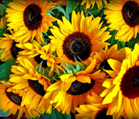 Zonnebloem