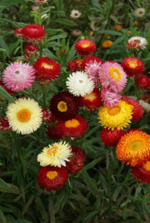 Goudstrobloem