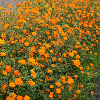 Cosmos Oranje