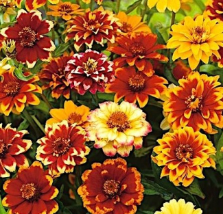 Zinnia
