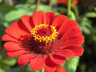 Zinnia angustifolia