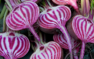 Chioggia Biet