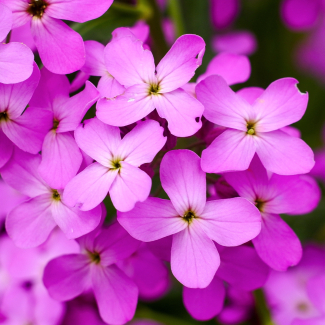 Damastbloem paars