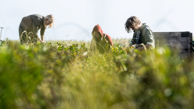 samen knolselder oogsten