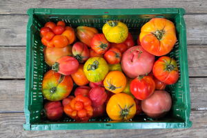 tomate ancienne